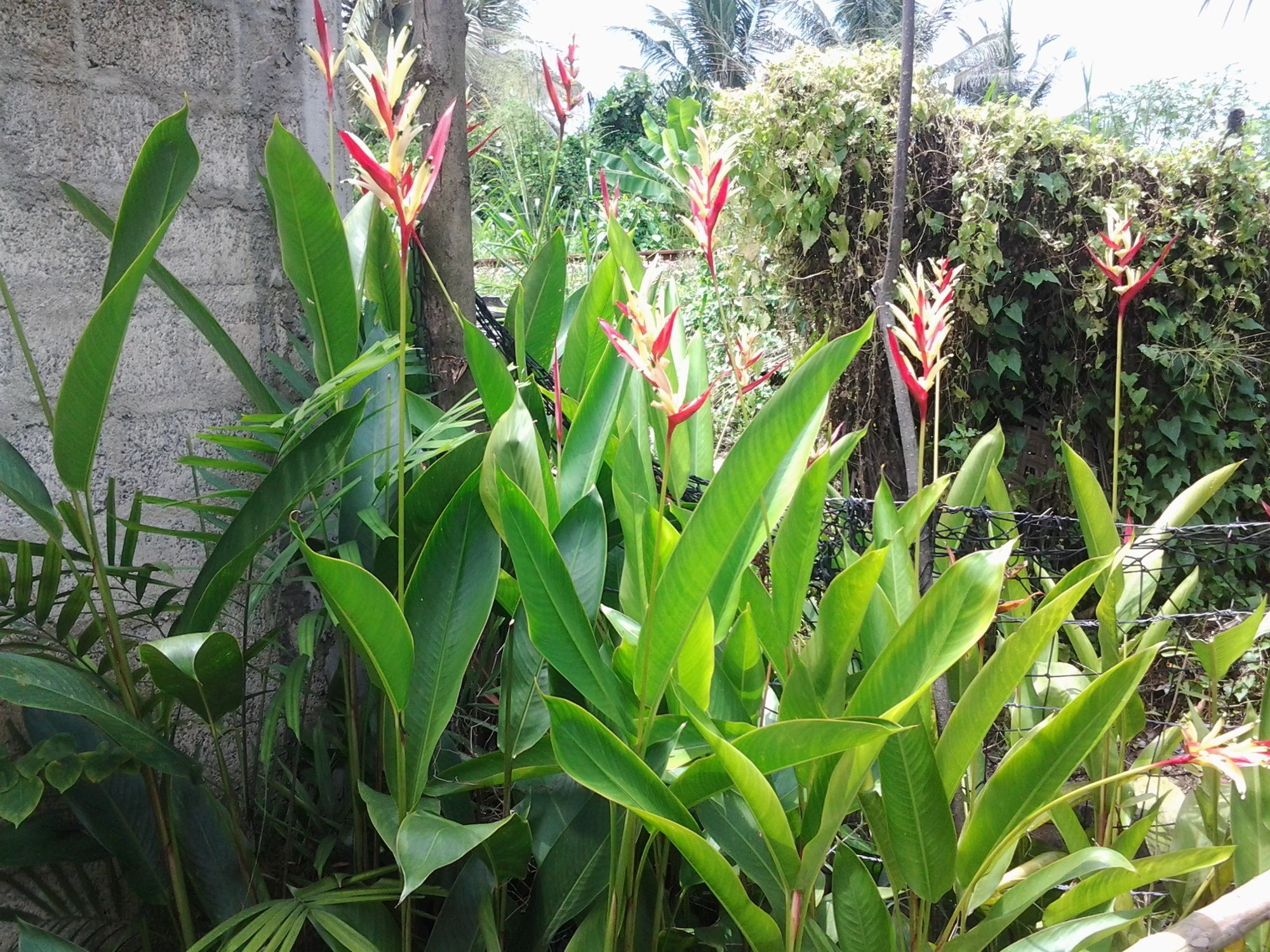 Orchid Villa #10 Hikkaduwa Exterior foto